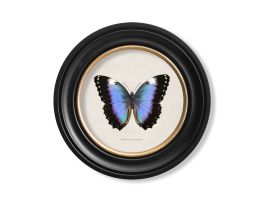 Blue Tropical Butterfly Round Framed Picture