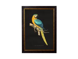 Blue & Yellow Macaw Dark Framed Picture