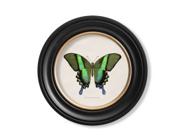 Green Tropical Butterfly Round Framed Picture