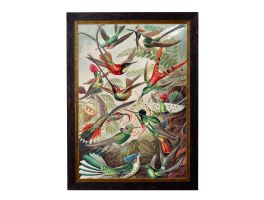Haeckel Hummingbirds 1904 Framed Picture
