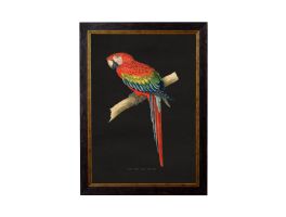 Red & Blue Macaw Dark Framed Picture