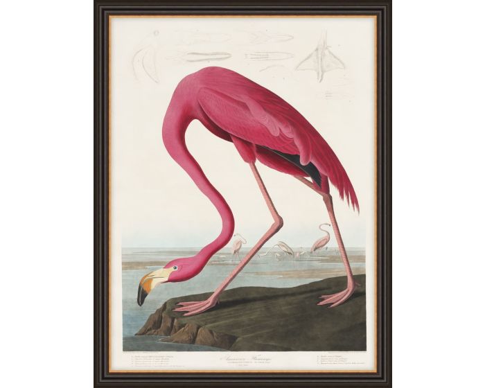 American Flamingo Framed