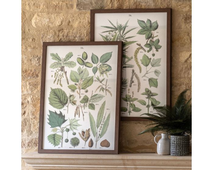 Foliage Study Framed Art Set of 2 Pictures