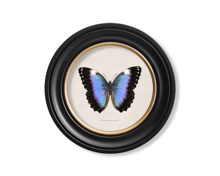 Blue Tropical Butterfly Round Framed Picture