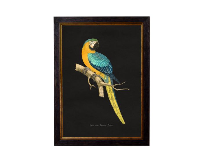 Blue & Yellow Macaw Dark Framed Picture