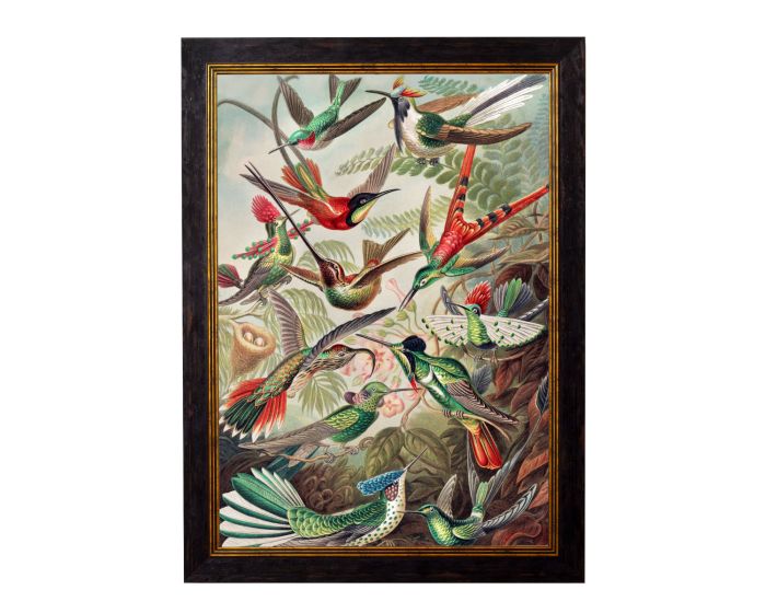 Haeckel Hummingbirds 1904 Framed Picture
