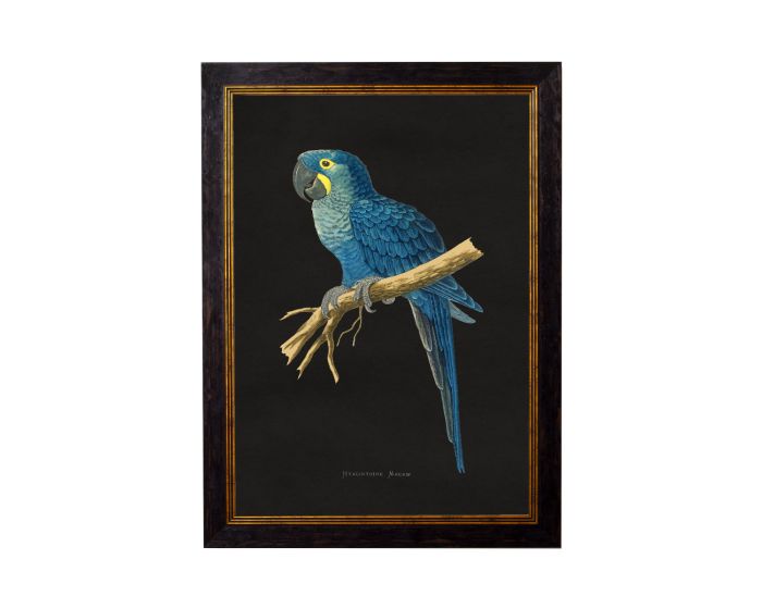 Hyacinthe Macaw 1884 Dark Framed Picture