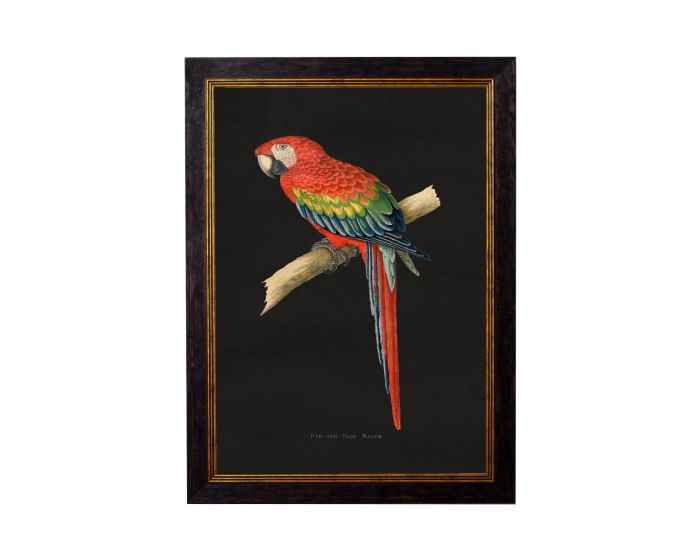 Red & Blue Macaw Dark Framed Picture