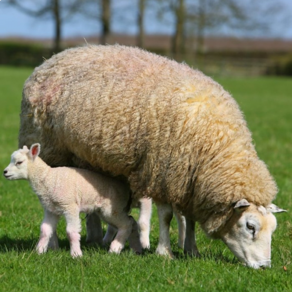 Celebrating Wool Week 2021