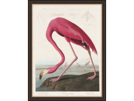 American Flamingo Framed