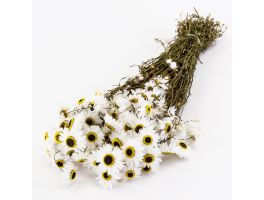 Acrolinium Natural White Dried Floral