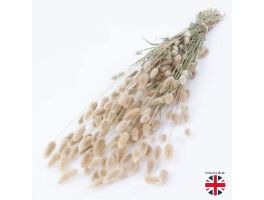 British Bunny Tails Natural Dried Floral