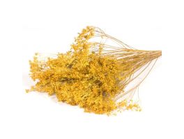 Broom Bloom Yellow Dried Floral