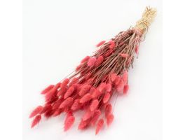 Bunny Tails French Pink Dried Floral
