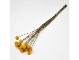 Craspedia 20 Stem Bunch Yellow Dried Floral