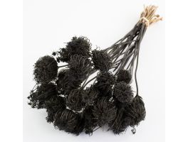 Ammi Majus Black Dried Floral